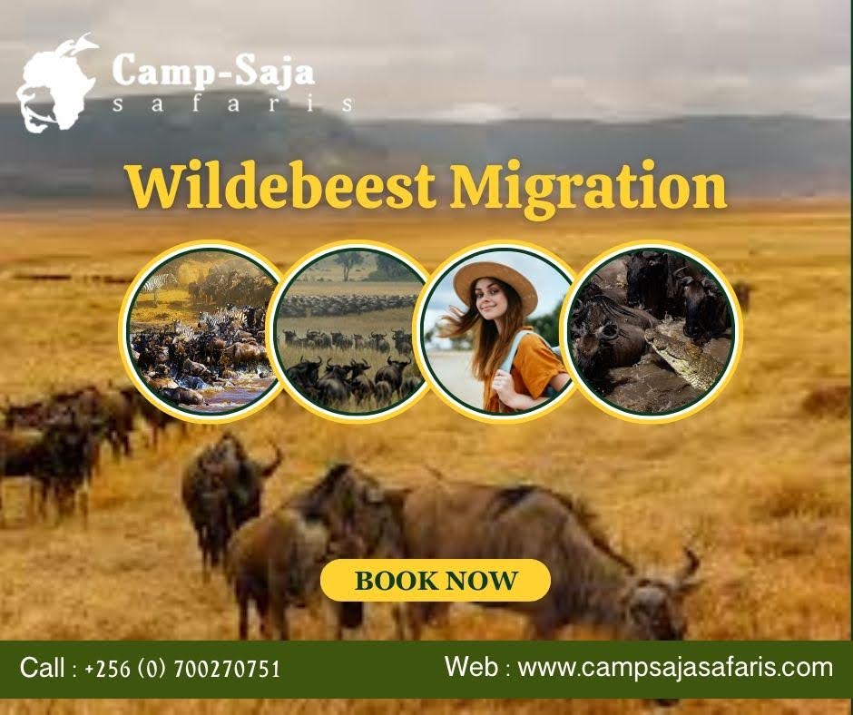 Wildebeest Migration