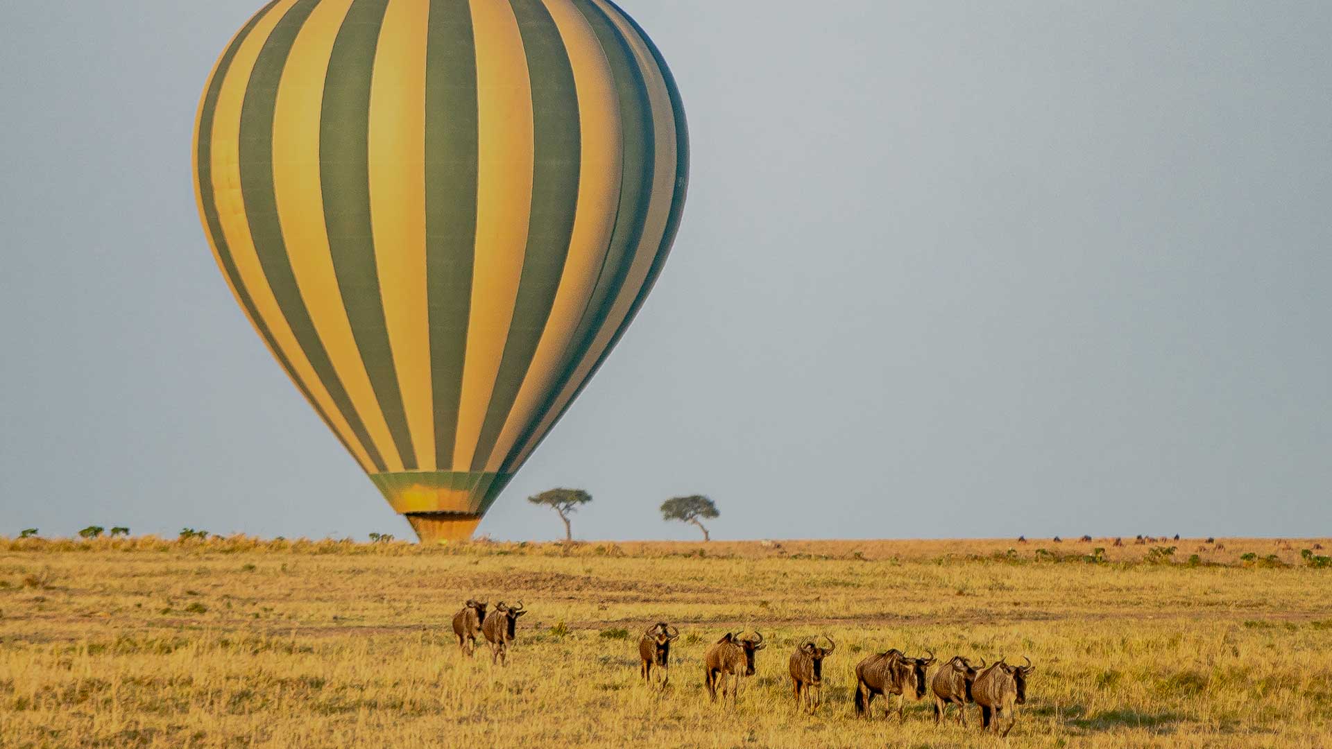 Hot Air Balloon Masai Mara