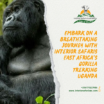 gorilla trekking