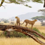 safari in Tanzania