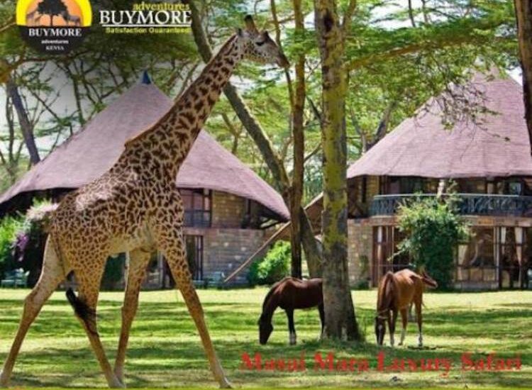 Budget Masai Mara Luxury Safari