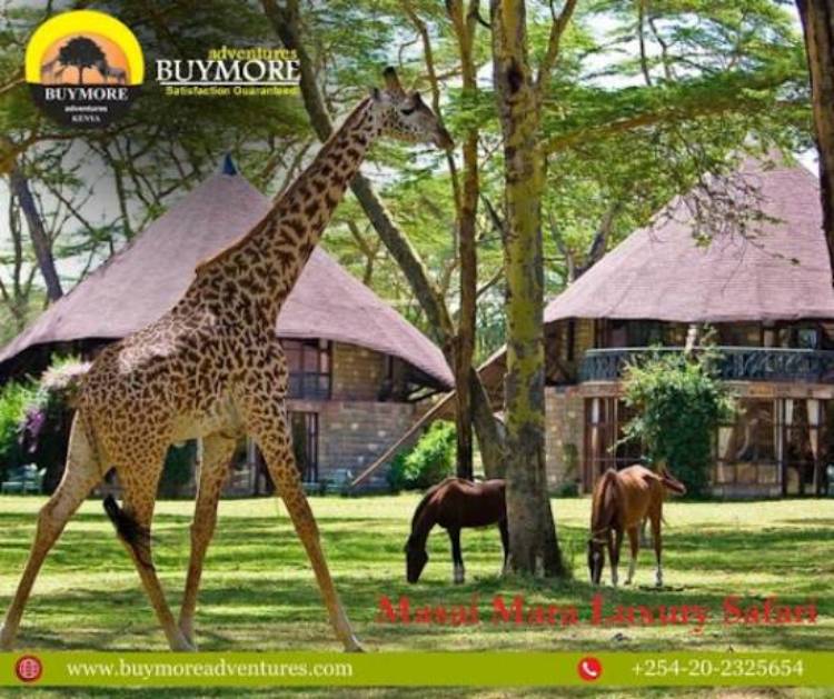 Budget Masai Mara Luxury Safari