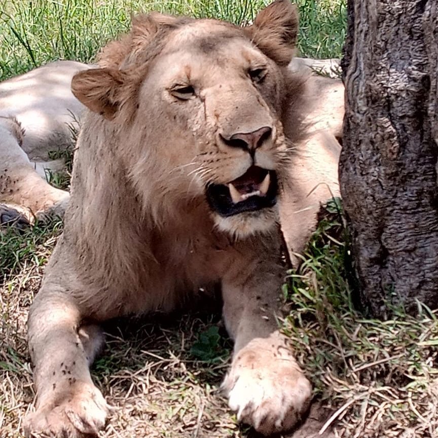 African Safari in Kenya