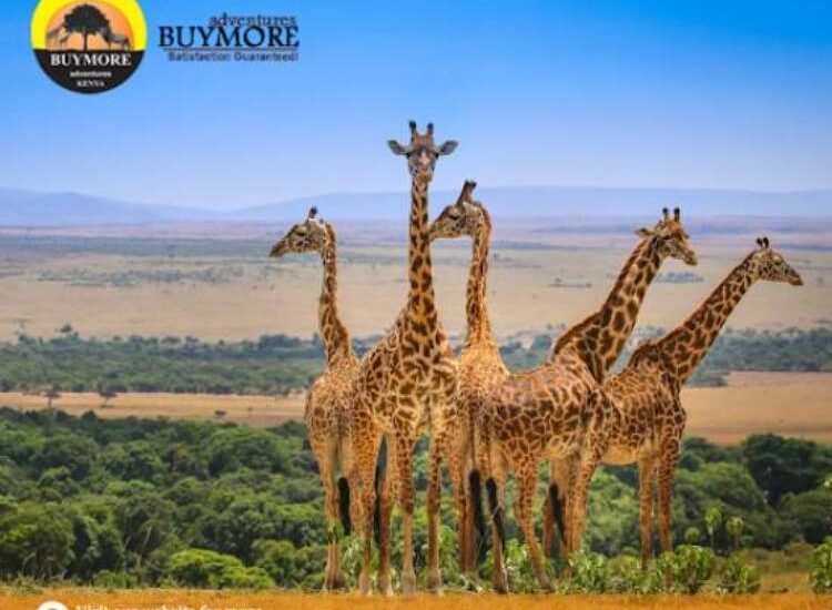 Masai Mara Migration Safari