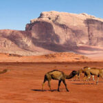 Petra Tours