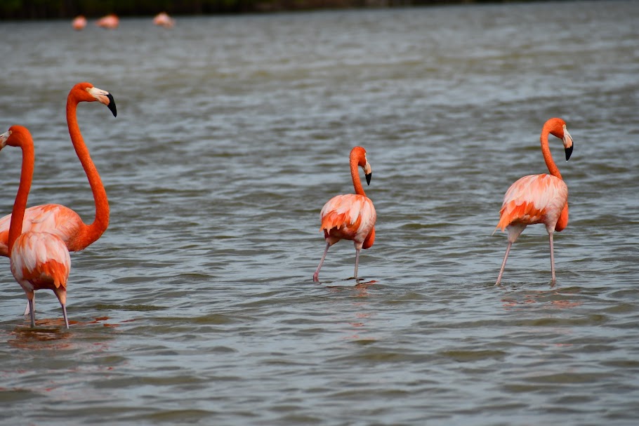 The Rio Lagartos Flamingo Pink Lakes