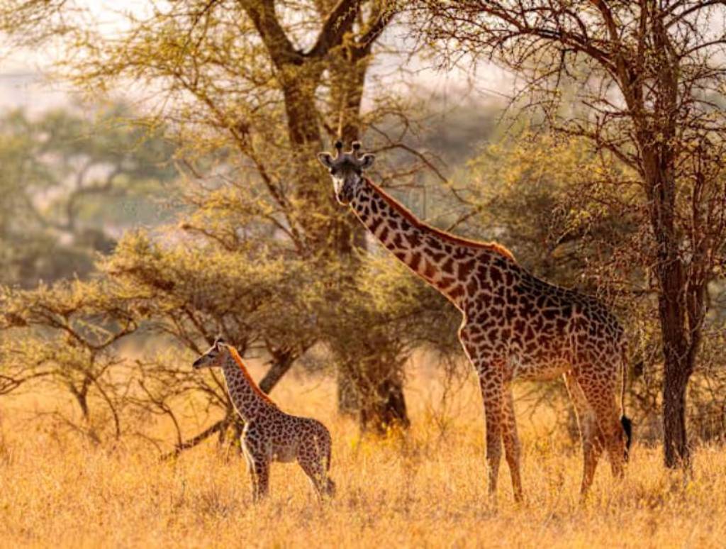 Luxury Safari in Kenya