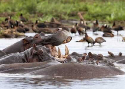 Ngorongoro Crater safari