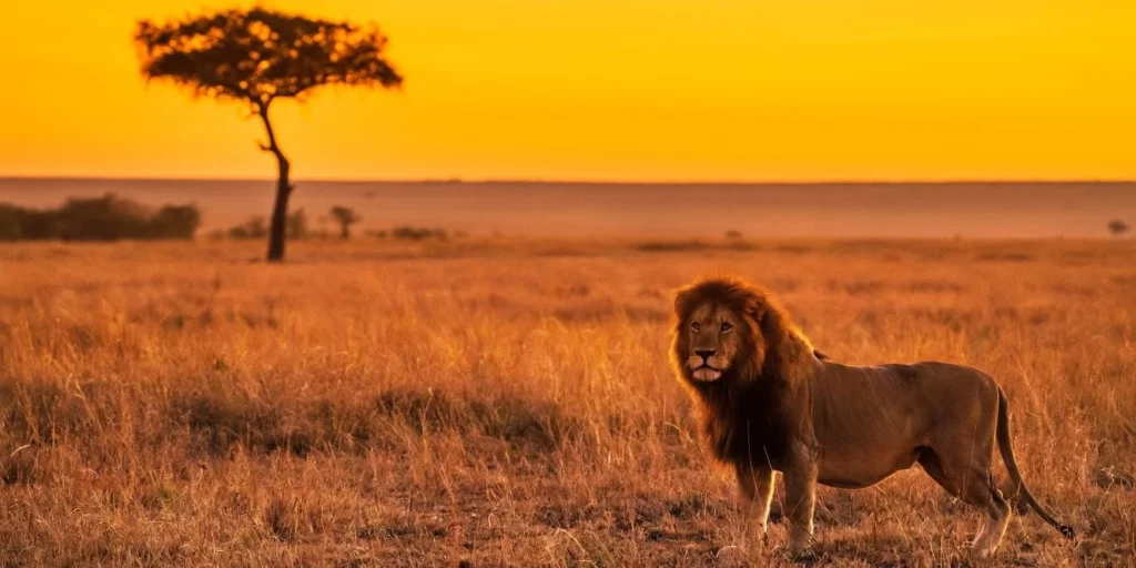 African Safari Tours Kenya