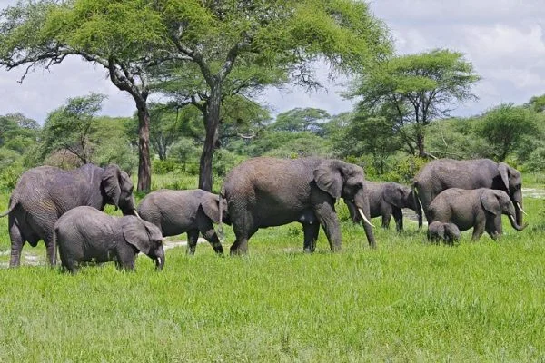 Photographic Safaris