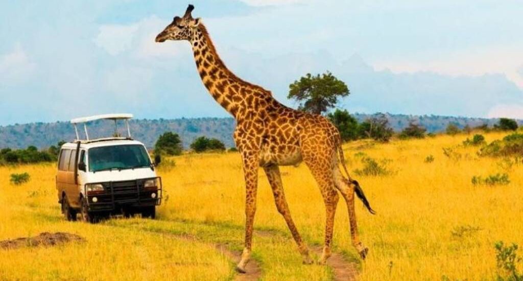 Masai Mara Big Five Safaris