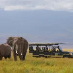 East Africa Safaris