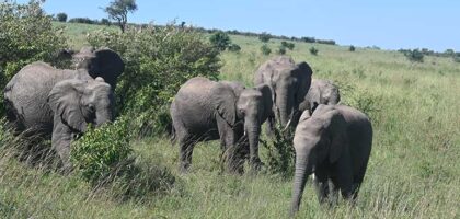 Game Reserves in Kenya