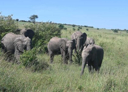 Game Reserves in Kenya
