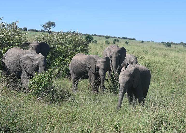 Game Reserves in Kenya
