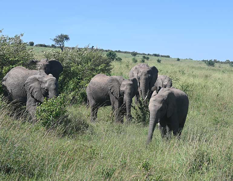 Game Reserves in Kenya
