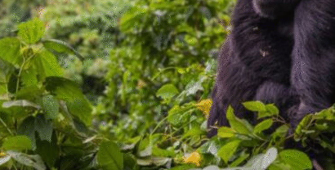 Uganda gorilla trekking safaris