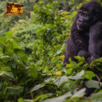 Uganda gorilla trekking safaris