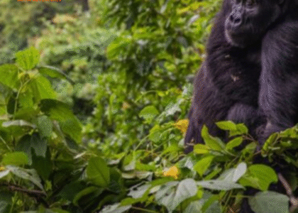 Uganda gorilla trekking safaris