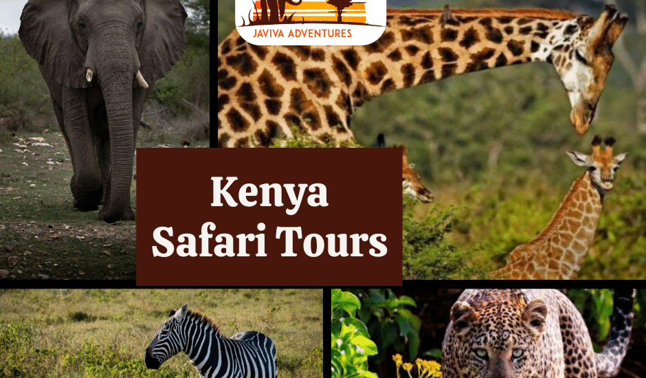 Kenya safari tours