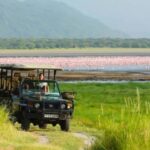 Tanzania Safaris