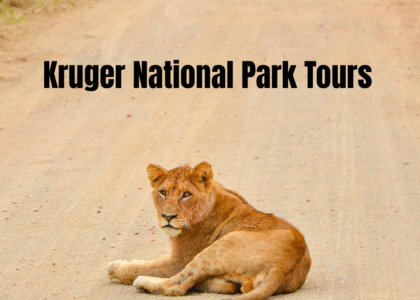 Kruger National Park Tours from Johannesburg